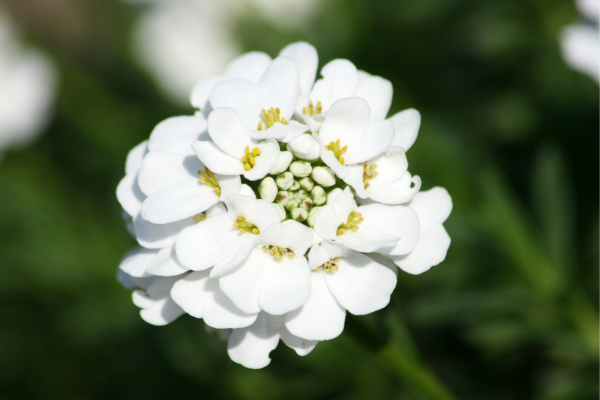 Candytuft (Iberis)
